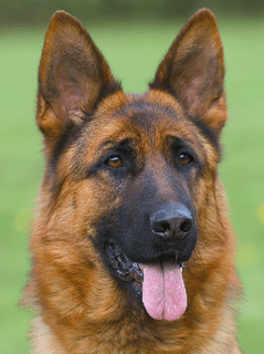 Grundelhardt Kennels -Quality German Shepherd Dogs 