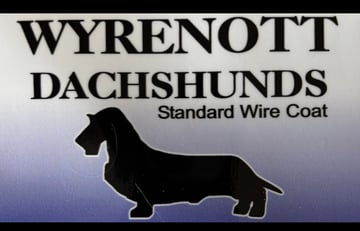 Wyrenott Dachshunds