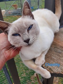 El'Sprite Tonkinese El'Sprite Tonkinese