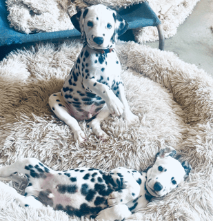 Ibadan Dalmatians Ibadan Dalmatians