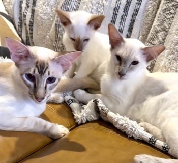 Vesper Balinese Cats