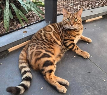 OLENNA BENGALS