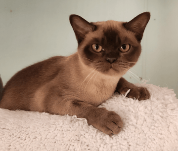 Red Sands Burmese Red Sands Burmese