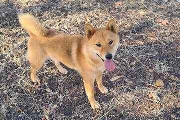 Matestaff  Shiba Inu