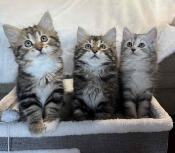 Siberian kittens ready to play Lapochka Siberians