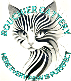 Bouchier Maine Coon Bouchier Maine Coon