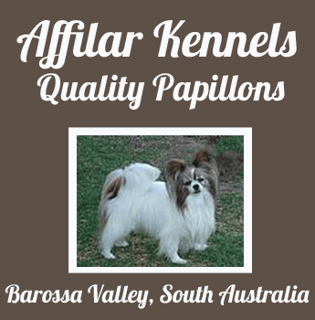 Afilar Kennels - Papillon Breeder - Adelaide, SA