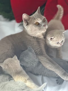 HELLO KTTN British Shorthairs 