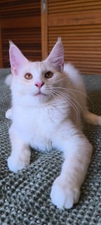 Queen Aura ???????? Edora Maine Coons