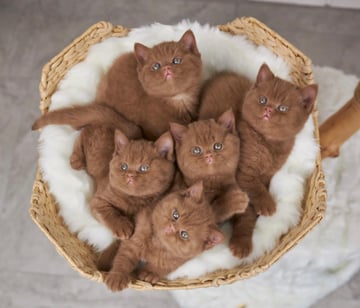 Royal British Empire - British Shorthair breeder - Sydney