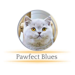 Pawfect Blues — British Shorthair Breeder, Sydney NSW