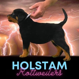 Holstam Rottweilers - Rottweiler Breeder - Adelaide, SA
