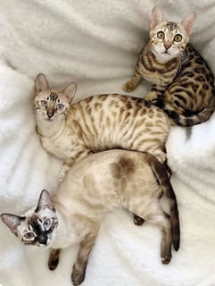 Talari Bengals