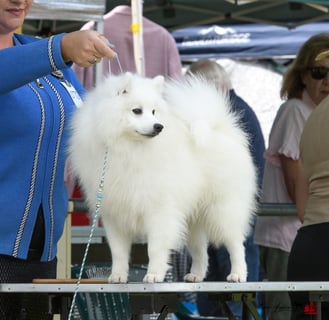 Mathildapark Japanese Spitz 
