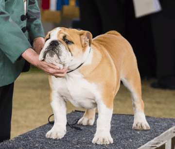 Sawyermoon British Bulldogs Sawyermoon British Bulldogs