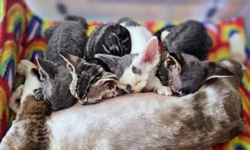 Lunafae Devon Rex, Boutique Breeder, Sydney