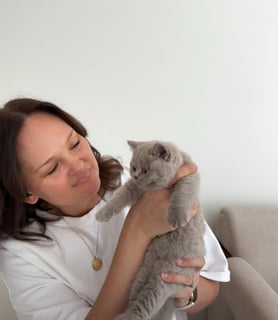 Golden Hour British Shorthairs 