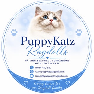 PuppyKatz Ragdolls Registered Ragdoll Breeder NSW South Coast
