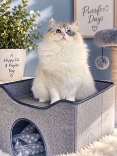 PuppyKatz Ragdolls Registered Ragdoll Breeder NSW South Coast