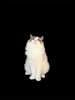 PuppyKatz Ragdolls PuppyKatz Ragdolls