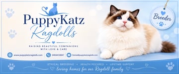 PuppyKatz Ragdolls