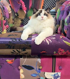 PuppyKatz Ragdolls