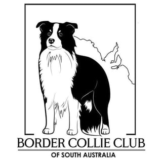 Border Collie Club of South Australia Border Collie Club of South Australia