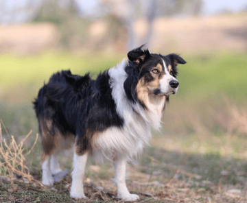 Moonfly Border Collies