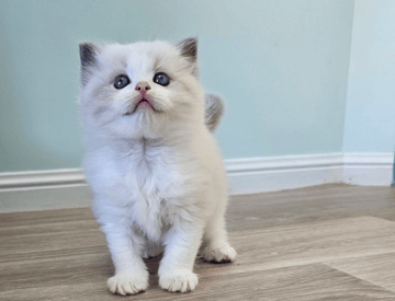 Waggy Ragdolls Waggy Ragdolls