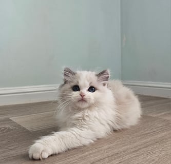 Waggy Ragdolls Waggy Ragdolls
