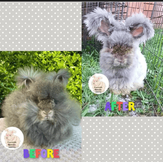 Foursista Bunnies - Grooming services 