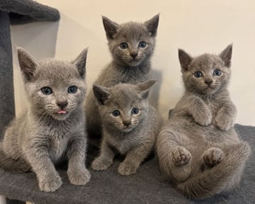 Russians Glacier Russian Blue Cat Breeder