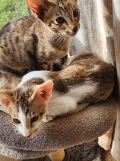 Elygrad Siamese & Orientals
