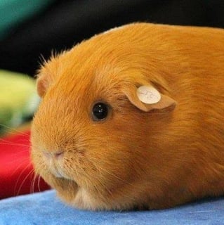 Bumbora Cavy Stud, Guinea Pig Breeder Bumbora Cavy Stud, Guinea Pig Breeder