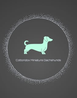 Cottondox Miniature Smooth Dachshunds