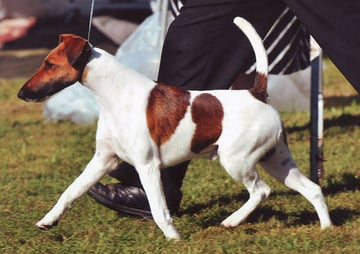 Wyninebah Smooth Fox Terriers Wyninebah Smooth Fox Terriers