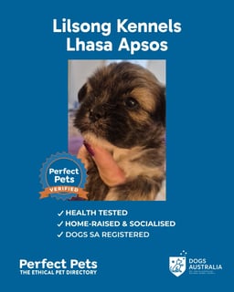 Lilsong Kennels - Lhasa Apso Breeder, SA