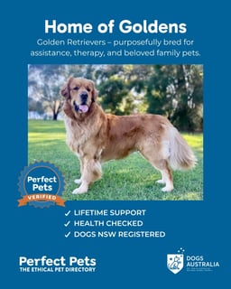 Home of Goldens Home of Goldens