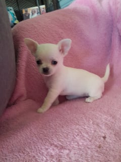 Montollie Chihuahuas - Smooth coat female Montollie Chihuahuas