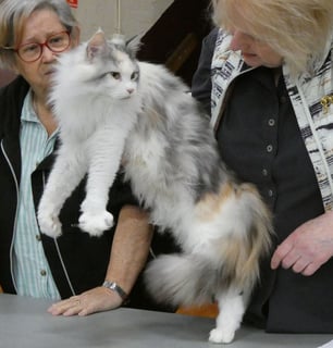 Icecoons – Maine Coon Cat Breeder – Victoria Icecoons – Maine Coon Cat Breeder – Victoria