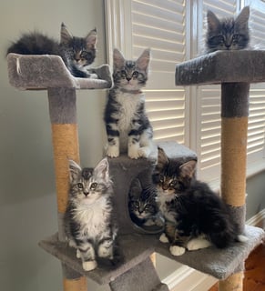 COONPAWS Maine Coons