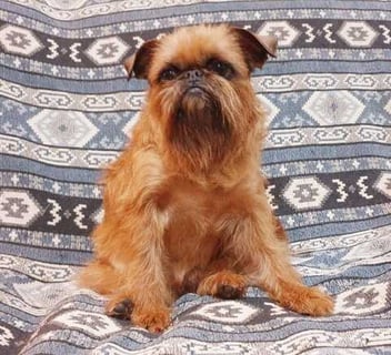 Krusayd Griffon Bruxellois