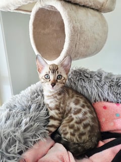 AVELINE BENGALS AVELINE BENGALS