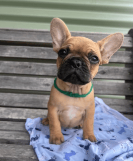 Jendally French Bulldogs