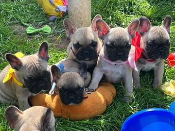 Jendally French Bulldogs