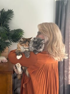 Captain and Molly as babies Pirate Maine Coons of Western Australia