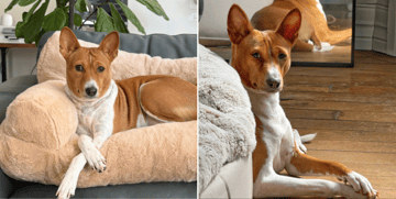 Basenji Breeder, Sydney Basenji Breeder, Sydney