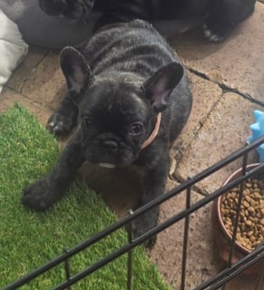 Bandandra French Bulldogs