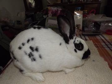 Beau Rabbit Stud - Rabbit Breeder, Pet Boarding - Blue Mountains, NSW