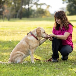 Dogaholics Dog Training - Newcastle & Lake Macquarie